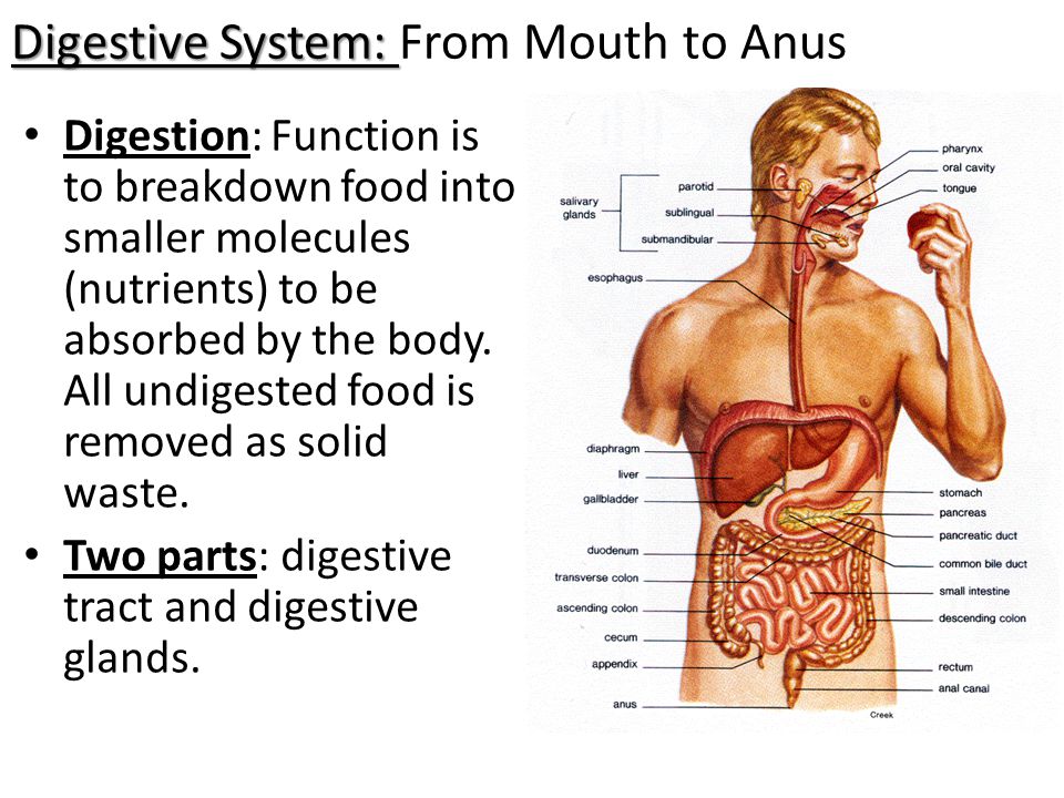 Digestive System Mouth Function 13