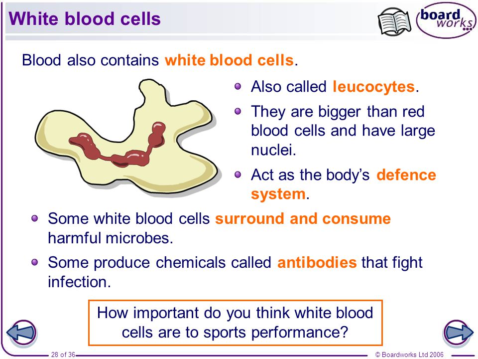 Blood Cell Disorders: Symptoms, Types, and Causes