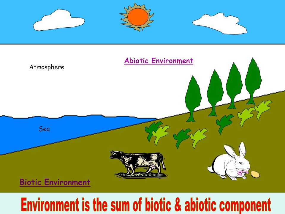Biotic Environment Pictures 10