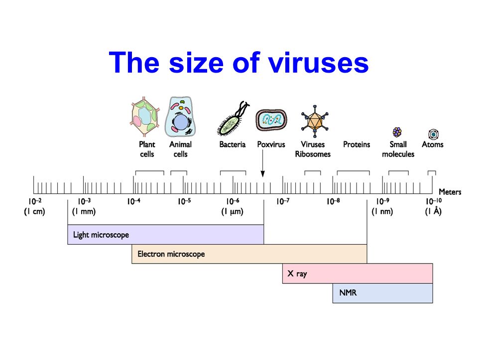 to see viruses you'll need the help
of an electron microscope