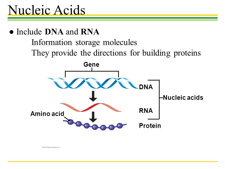 Nucleic acid - Wikipedia