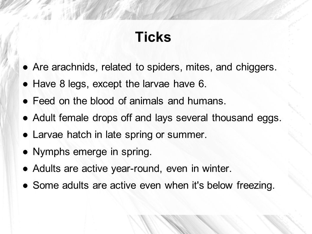 Image result for ilads ticks in the winter