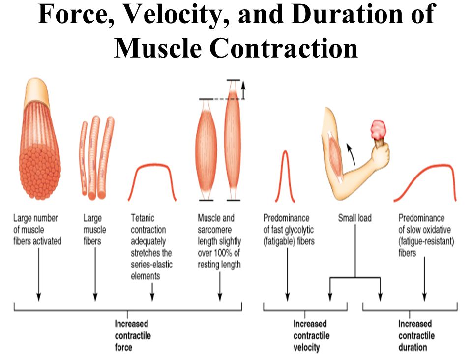 download myb transcription factors their role in