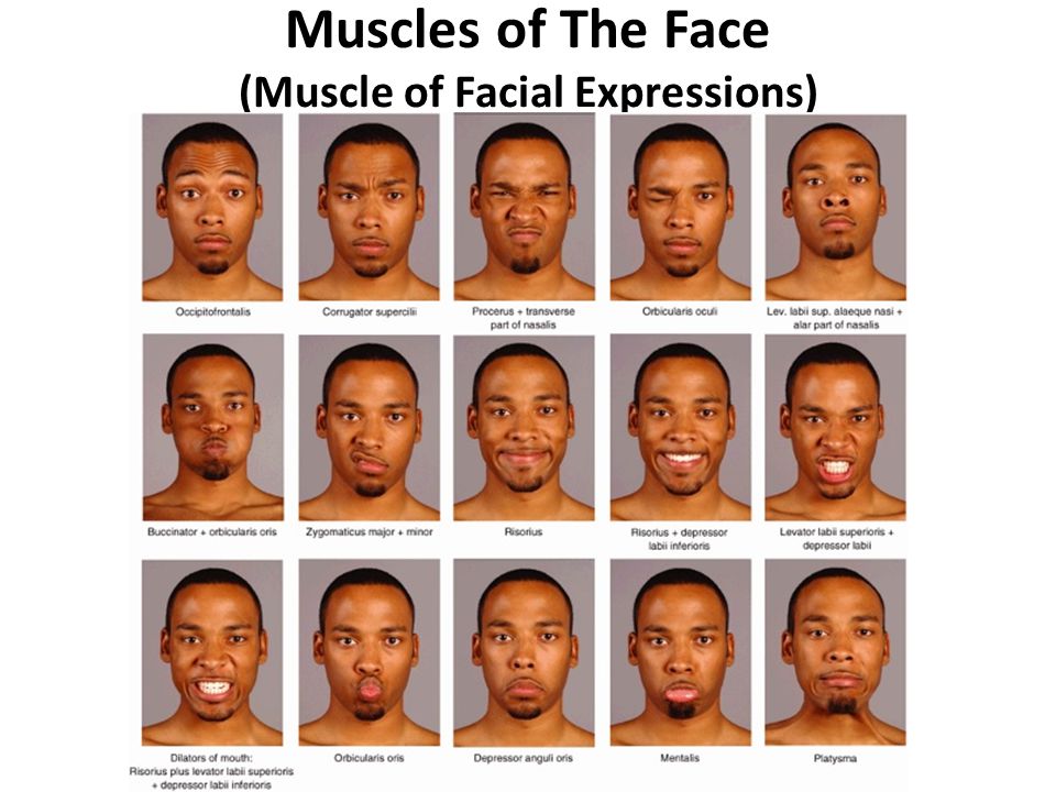 Facial Expression Muscles 121