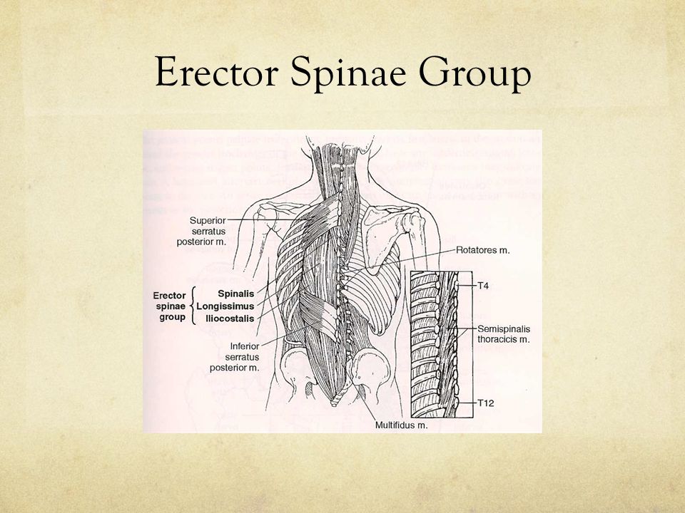 erector spinae,latissimus dorsi lumbar spineorthopedic tests lumbar anatomy erector spinae