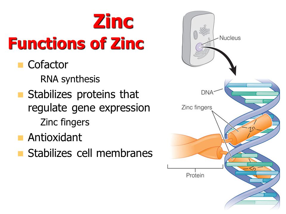 zinc antioxidant에 대한 이미지 검색결과