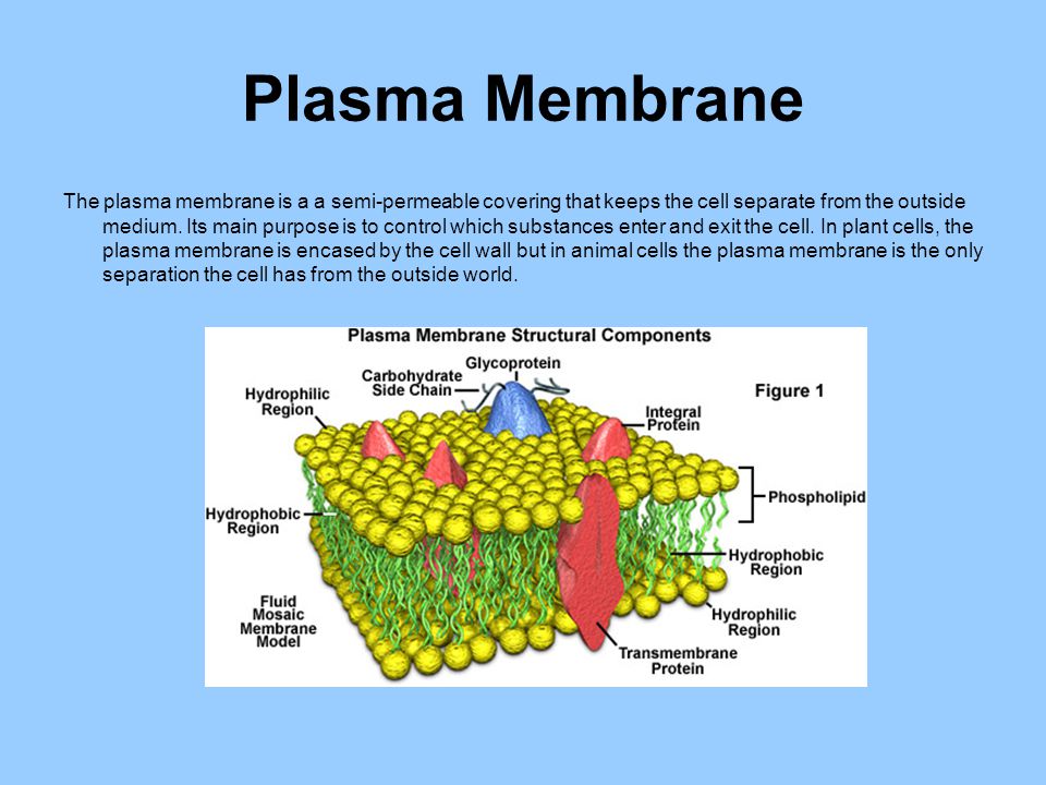 download the plant cell wall a topical study of architecture dynamics comparative chemistry and