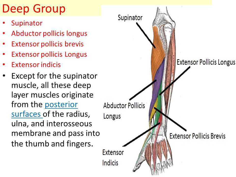 Extensor Muscle Group 39