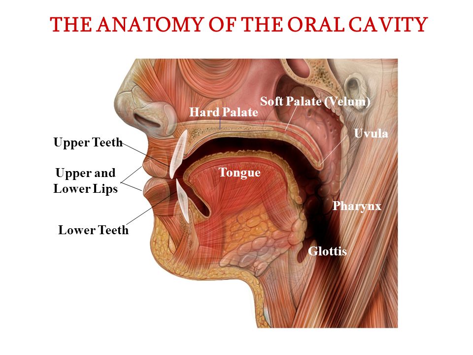 Anatomy Oral 77