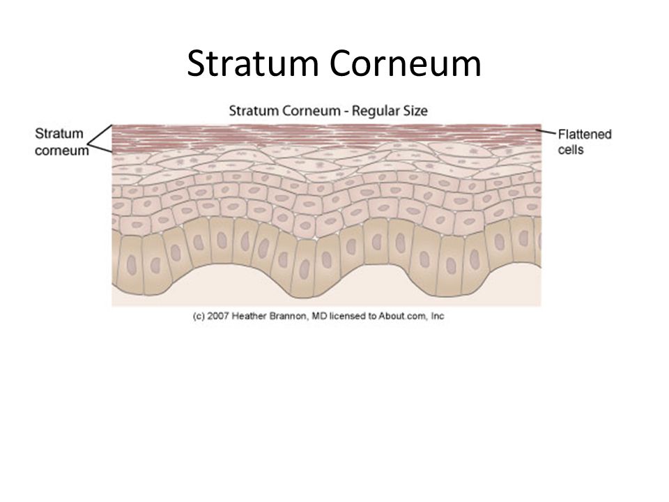 Stratum+Corneum