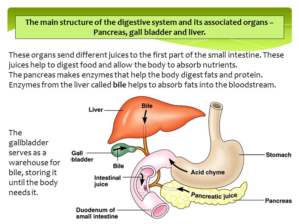 What Is the Role of Bile in Digestion? | Reference.com