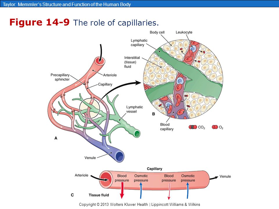 chapter 14: blood vessels and blood circulation