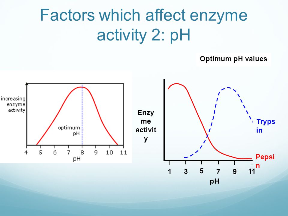 factors affecting the rate of enzyme activity