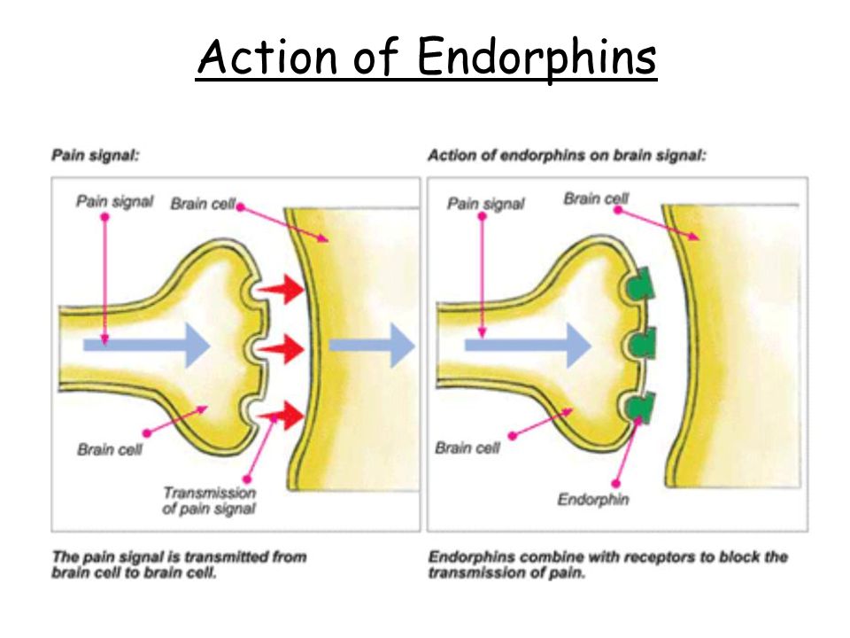 endorphins are chemicals that function like neurotransmitters