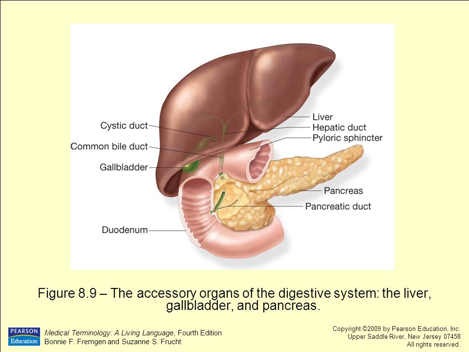 Easy Medical Terminology Quiz Easy Medical Terminology Quiz