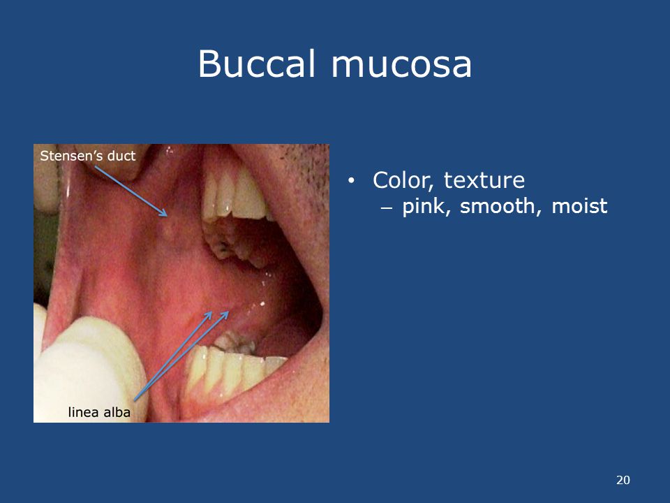 Oral Mucosa Is Moist 55