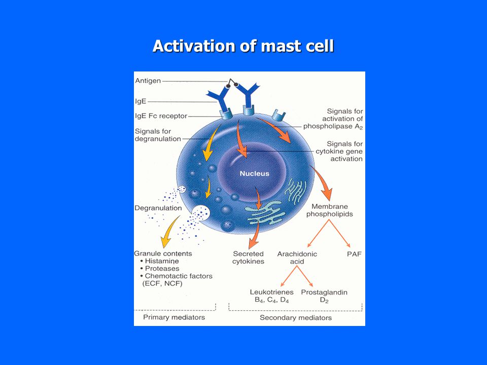 download tyrosine phosphorylation/dephosphorylation and downstream signalling