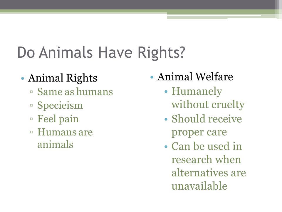 should animals have the same rights as humans essay animals rights essay