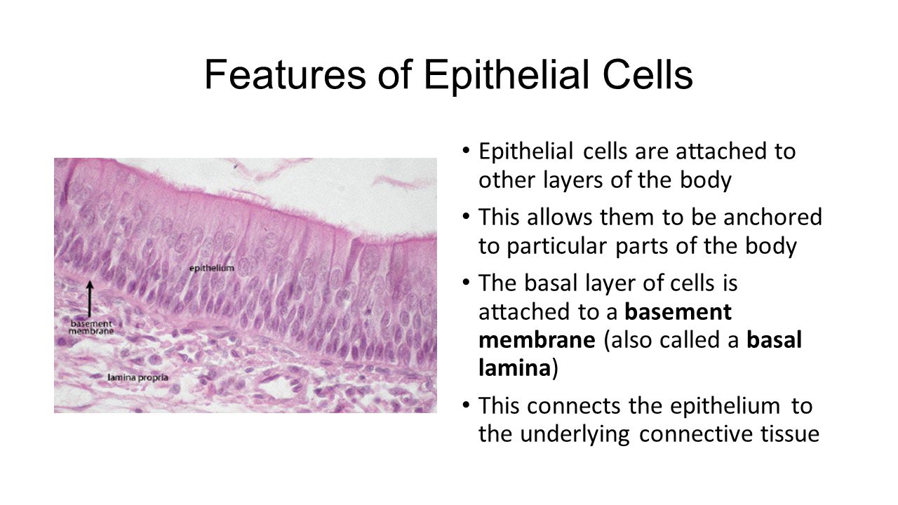 Epithelial Tissue The Outer Shell Ppt Video Online Download