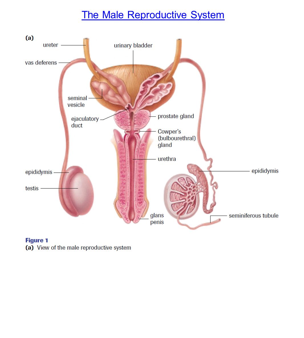 The Male Reproductive System 92