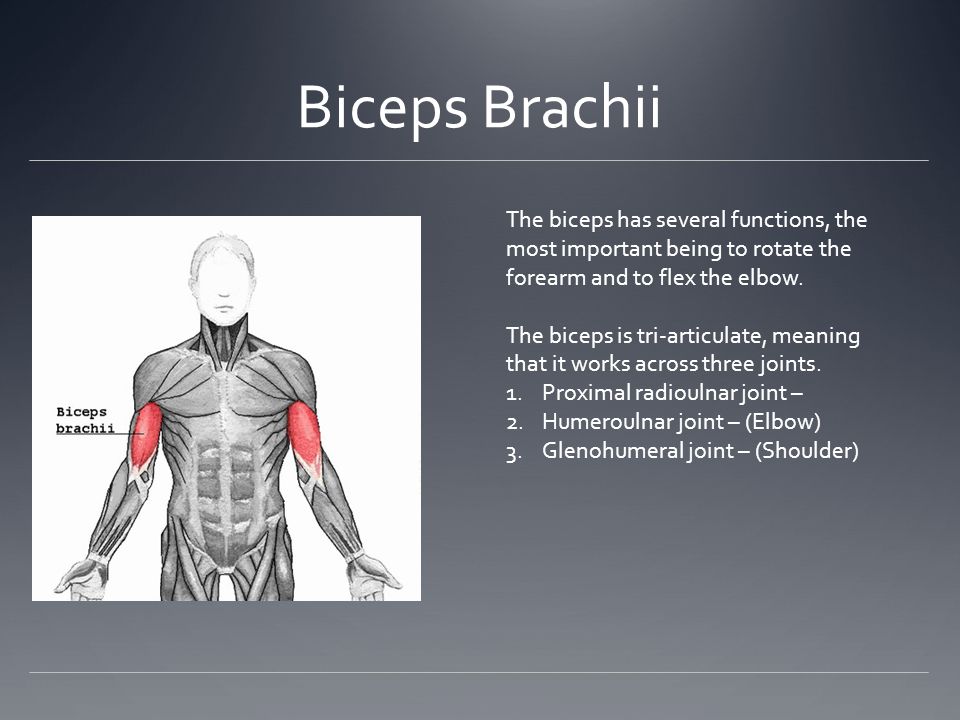 biceps brachiithe biceps has several functions, the most