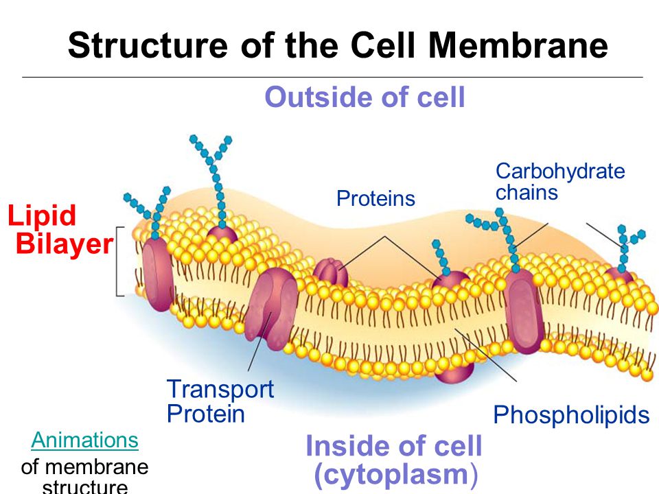 download melanoma development molecular