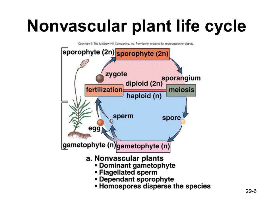 book parasitic orobanchaceae parasitic mechanisms