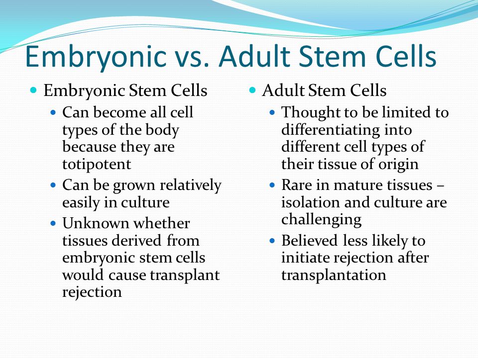 Embryonic Vs Adult Stem Cells 77