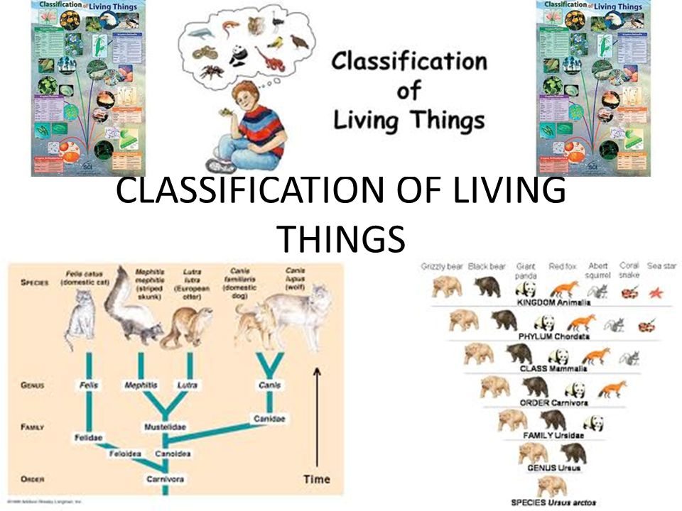 Unity and Diversity and Evidence of Evolution - Shmoop