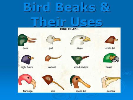 Bird Beaks & Their Uses.
