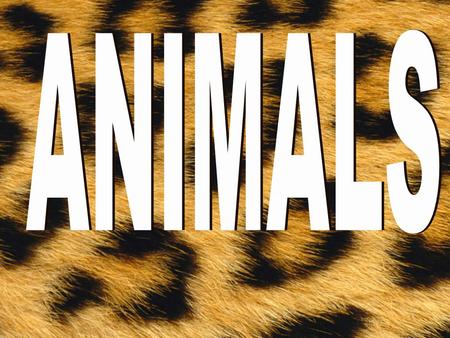 ANIMALS.