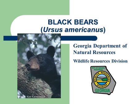 BLACK BEARS (Ursus americanus) Georgia Department of Natural Resources Wildlife Resources Division.
