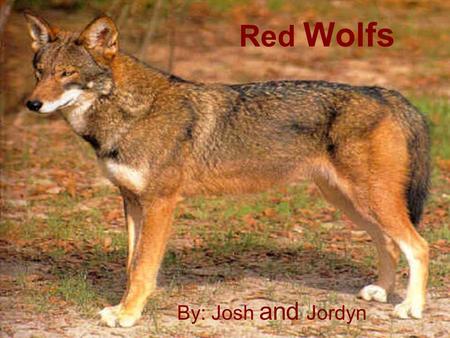 By: Josh and Jordyn Red Wolfs. Red wolfs facts The diet for red wolf is rabbit and rats. U.S. fish and wildlife service help with the red wolf recovery.