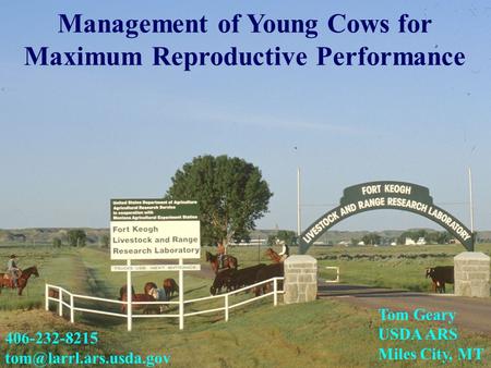 Management of Young Cows for Maximum Reproductive Performance Tom Geary USDA ARS Miles City, MT 406-232-8215