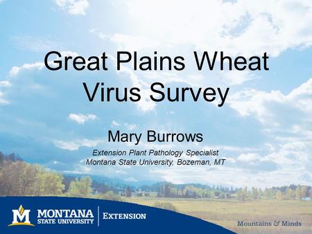 Great Plains Wheat Virus Survey Mary Burrows Extension Plant Pathology Specialist Montana State University, Bozeman, MT.