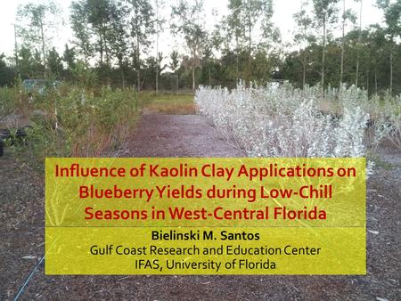 Influence of Kaolin Clay Applications on Blueberry Yields during Low-Chill Seasons in West-Central Florida Bielinski M. Santos Gulf Coast Research and.