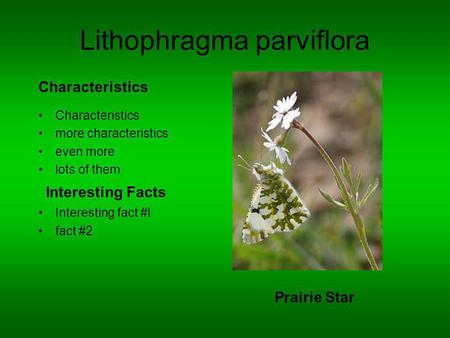 Lithophragma parviflora Characteristics more characteristics even more lots of them Interesting fact #l fact #2 Characteristics Interesting Facts Prairie.