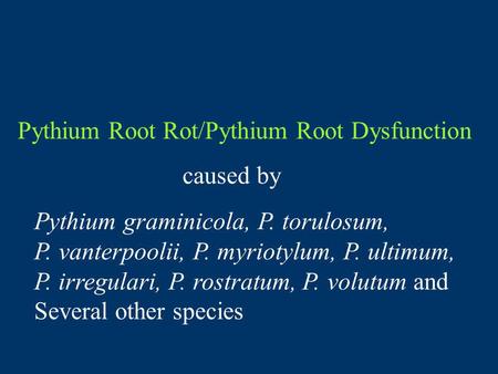 Pythium Root Rot/Pythium Root Dysfunction