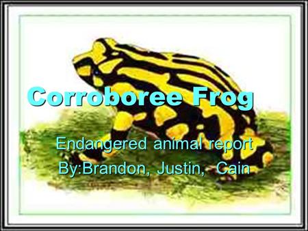 Corroboree Frog Endangered animal report By:Brandon, Justin, Cain.