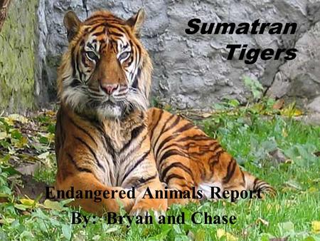 Sumatran Tigers Endangered Animals Report By: Bryan and Chase.