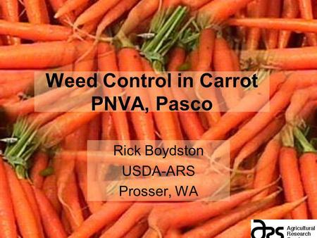 Weed Control in Carrot PNVA, Pasco