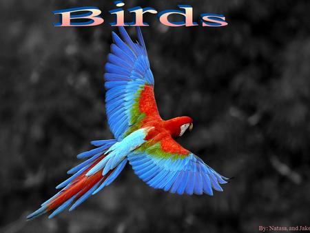 By: Natasa, and Jake A bird can be known as a chordata. Birds live in the animalia kingdom.