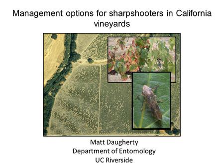 Management options for sharpshooters in California vineyards