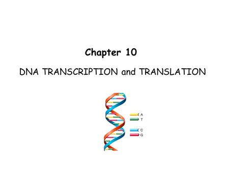 Transcription And Translation Term paper