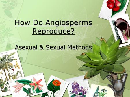 How Do Angiosperms Reproduce? Asexual & Sexual Methods