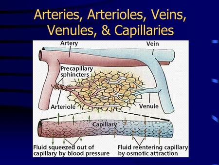 Arteries, Arterioles, Veins, Venules, & Capillaries.