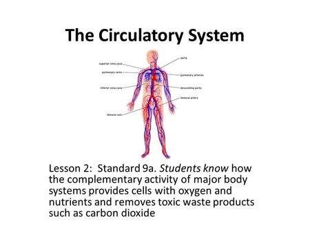 The Circulatory System Lesson 2: Standard 9a. Students know how the complementary activity of major body systems provides cells with oxygen and nutrients.