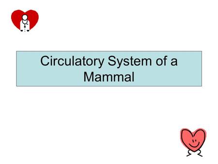 Circulatory System of a Mammal