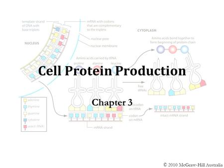 Cell Protein Production