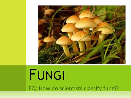 EQ: How do scientists classify fungi?